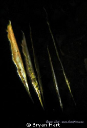 Razor Fish are unusual fish that are relatively common of... by Bryan Hart 